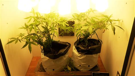 diy stealth grow boxes